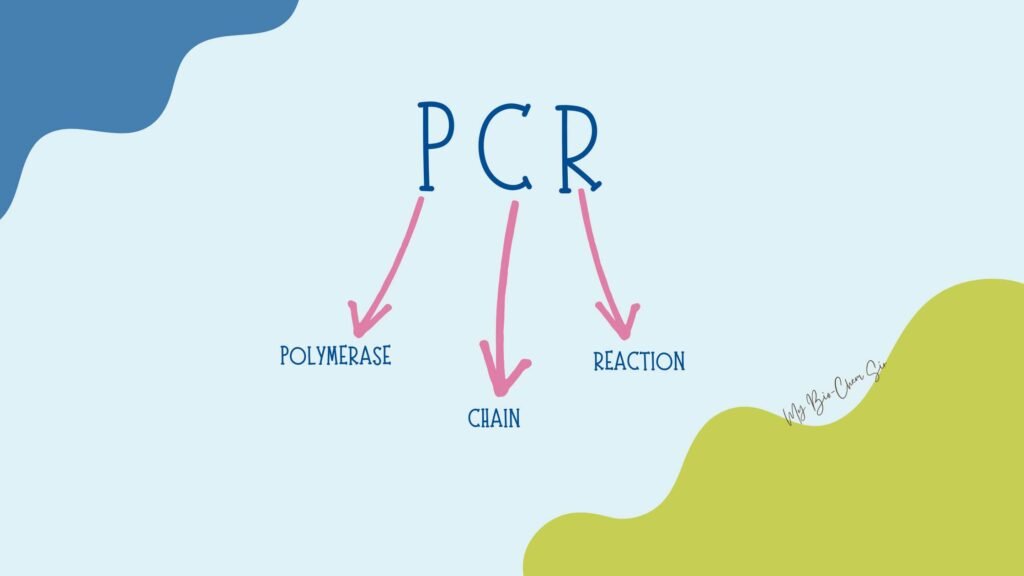 Tiny Fragments, Big Discoveries: Understanding PCR in Modern Science