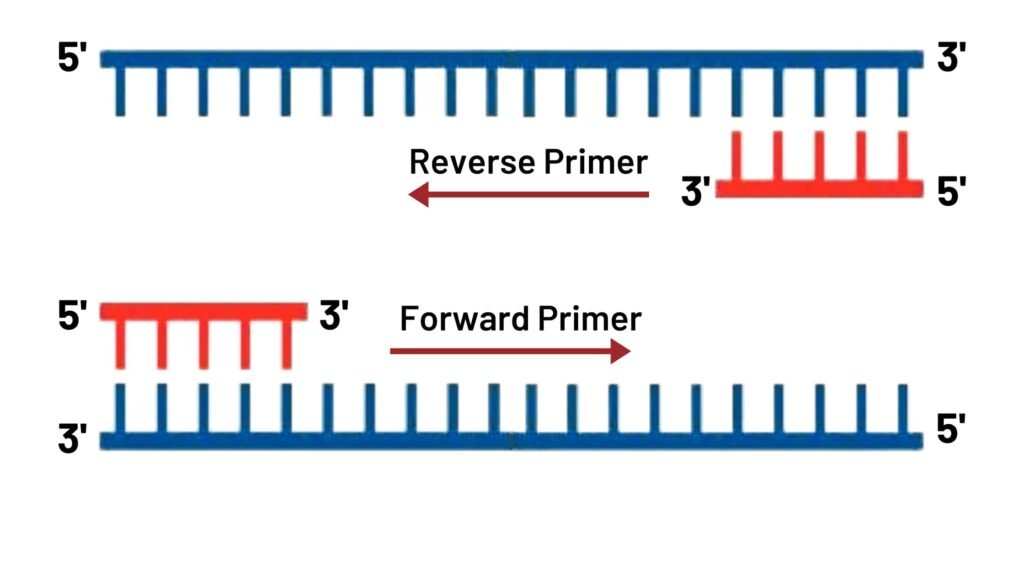 Forward and reverse primes