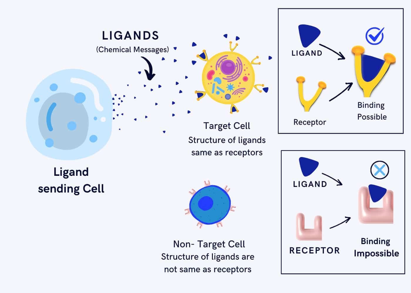 Working process of ligands and receptors